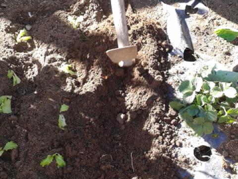 Semeámos e plantámos: alfaces, couves, favas, ervilhas, batatas, batatas doces, coentros, alhos, cebolas, espinafres e poejos